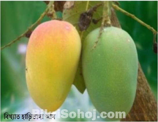 হাড়িভাঙ্গা আম। (পদাগঞ্জ, রংপুর)